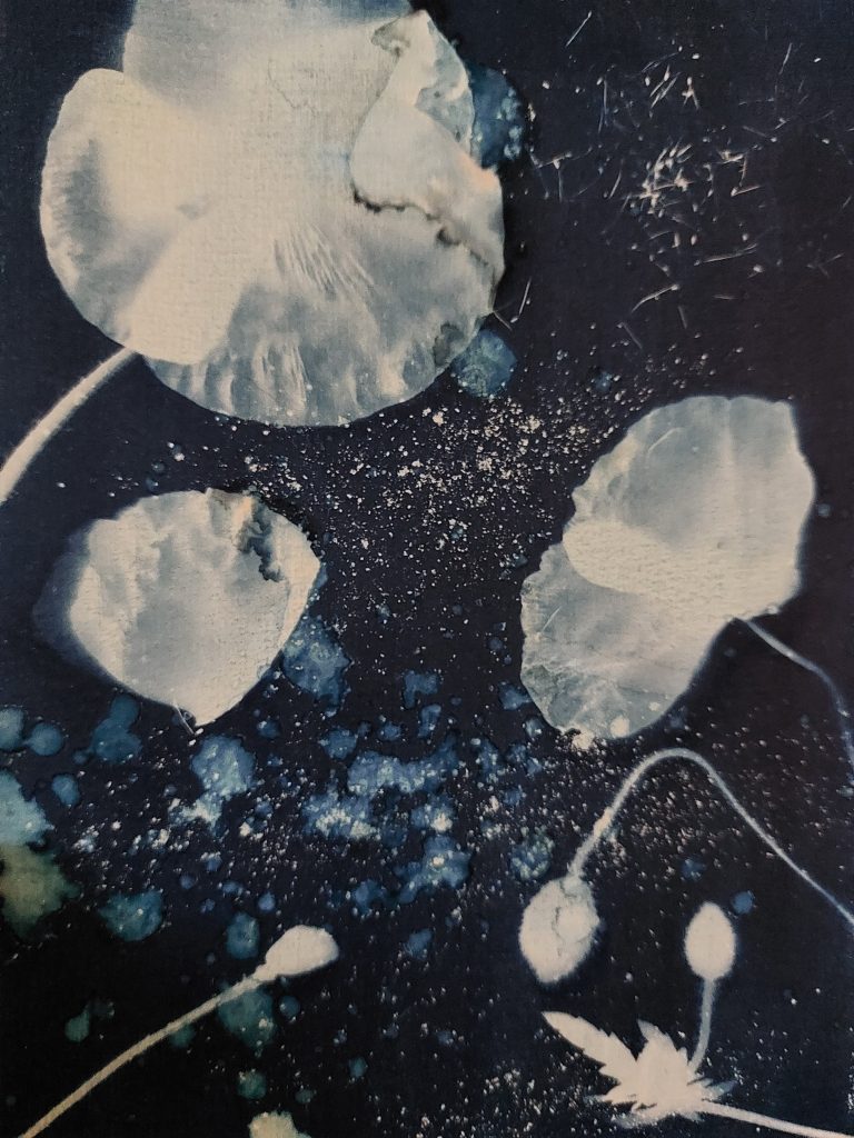 Laboratori creativi per adulti fotografia collage cianotipia